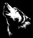 Black and white linear paint draw Wolf illustration art Royalty Free Stock Photo