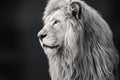 Black and white lion portrait, looking left Royalty Free Stock Photo