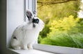 A black and white Lionhead mixed breed rabbit Royalty Free Stock Photo