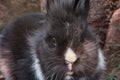 Black and white lionhead rabbit Royalty Free Stock Photo