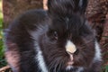 Black and white lionhead rabbit Royalty Free Stock Photo