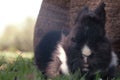 Black and white lionhead rabbit