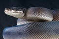 Black white-lipped python Royalty Free Stock Photo