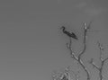 Black and White Little Blue Heron on a Dead Tree
