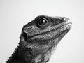 Black and white lizard Royalty Free Stock Photo