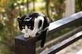 Black and white lonely cat sitting on wooden porch and looking at camera