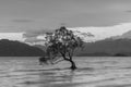 Black and White, the lonely tree on Lake of Wanaka New Zealand Royalty Free Stock Photo