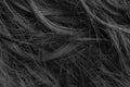 Black and white long hair texture background Royalty Free Stock Photo