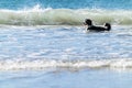 Black and white long haired dog frolicking and playing in surf