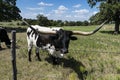 Black and white Longhorn cow behind wire fence Royalty Free Stock Photo