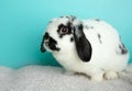 Black and white lopped ear bunny Royalty Free Stock Photo