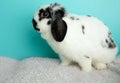 Black and white lopped ear bunny rabbit Royalty Free Stock Photo