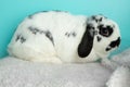 Black and white lopped ear bunny rabbit lying down Royalty Free Stock Photo