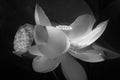 Black and White lotus blossm