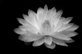 Black and white lotus blossom on black background Royalty Free Stock Photo