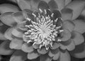 black and white lotus flower fully bloomed close up shot