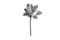 Black white Lotus flower isolated on white background. File contains with clipping path.