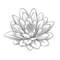 Black and white lotus flower isolated Royalty Free Stock Photo