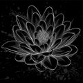 Black and white lotus flower painted in graphic style isolated