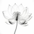 Translucent Lotus Flower: Detailed 3d X-ray Illustration On White Background Royalty Free Stock Photo