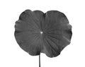 Black and white Lotus leaf isolated on white background Royalty Free Stock Photo