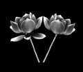 Black and white lotus petal flower isolated on white Royalty Free Stock Photo