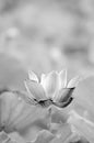 Black and white lotus Royalty Free Stock Photo