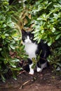 Black and white lovely stray cat with green eyes and curious cautious look Royalty Free Stock Photo