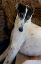 Black and white lurcher resting on fur