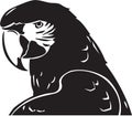 Black and White Macaw Illustration