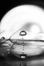 Black and white, macro, abstract composition with water drops on dandelion seeds