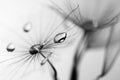 Black and white, macro, abstract composition with water drops on dandelion seeds