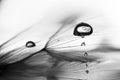 Black And White, Macro, Abstract Composition With Water Drops On Dandelion Seeds