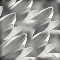 Black and White Macro Daisy Petals Royalty Free Stock Photo