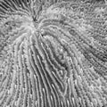 Black and white macro detail razor coral ridges and valleys on tropical reef