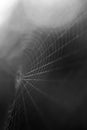 Black and white macro spider web strands