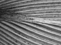 Black and white Macro photo of dried palm leaves