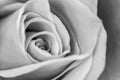 Black and white macro photo of the  rose Royalty Free Stock Photo