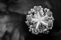 Black and White Macro Photograph of a Hibiscus Stamen and Pistil Royalty Free Stock Photo