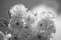 Monochrome close up macro photograph of pure white tree blossom in spring