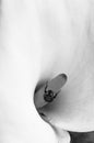 Black and white Macro of white calla lily Royalty Free Stock Photo