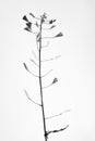 Black and white macrophoto of plant object with depth of field Royalty Free Stock Photo