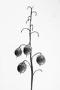 Black and white macrophoto of plant object with depth of field Royalty Free Stock Photo