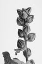 Black and white macrophoto of plant object with depth of field