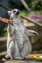 Lemur eating carrot in the zoo