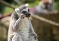 Lemur eating carrot in the zoo Royalty Free Stock Photo