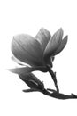 Black and white magnolia flower isolated on white background Royalty Free Stock Photo