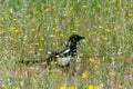 Black and white magpie in the field in a park in Madrid, in Spain.