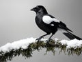 Elegant Magpie Perched on Snowy Branch Royalty Free Stock Photo