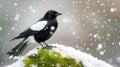 Magpie in Winter Wonderland Royalty Free Stock Photo